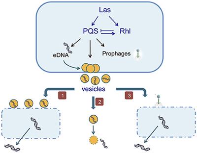 Mechanisms and Regulation of Extracellular DNA Release and Its Biological Roles in Microbial Communities